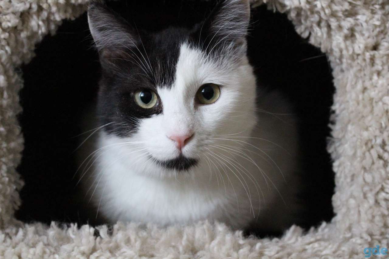 Красивый ласковый котик Бим, фотография 4