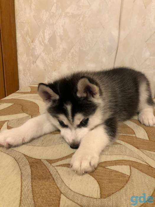 Продаётся высокопородный щенок хаски, фотография 3