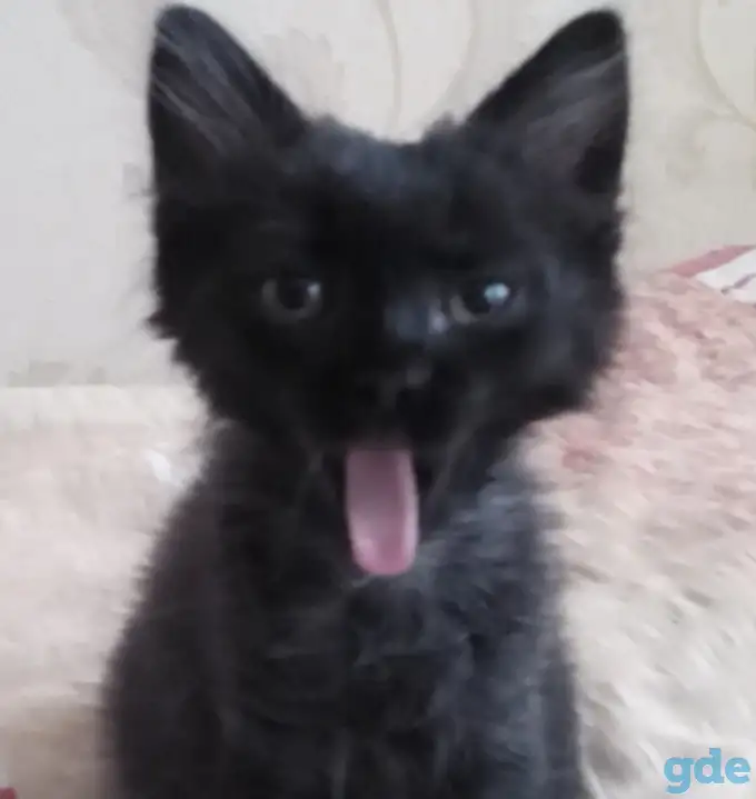 котенок в добрые руки, фотография 2