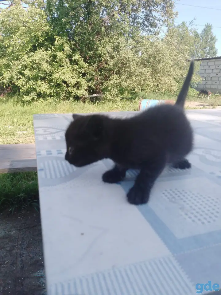 Свои котята в дар, фотография 1
