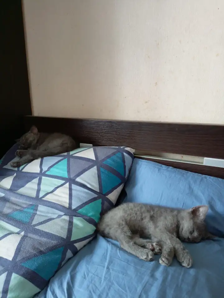 Отдам двух котят мальчика и девочку., фотография 1