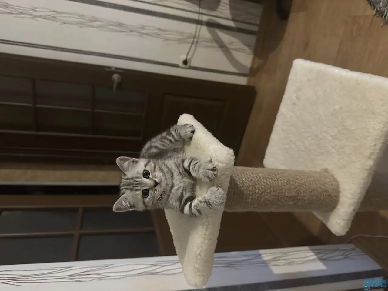 Шотландские котята, фотография 5