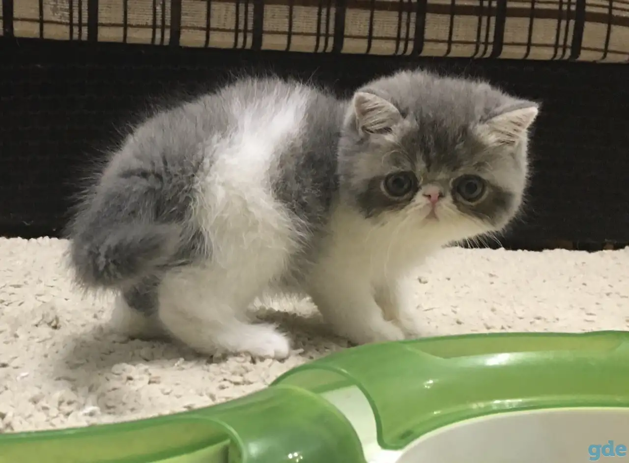 Экзотические короткошёрстные котята, фотография 1