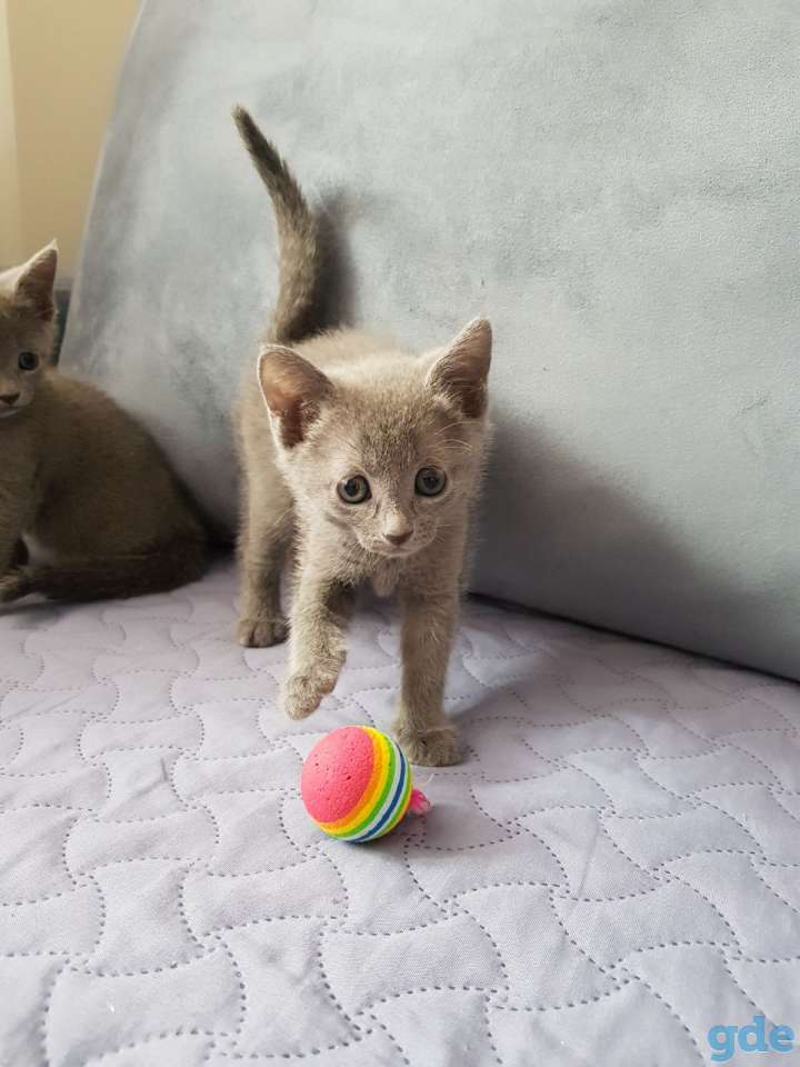 Котята русской голубой, фотография 1
