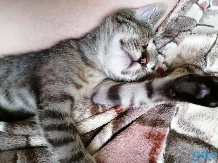 котенок, фотография 2