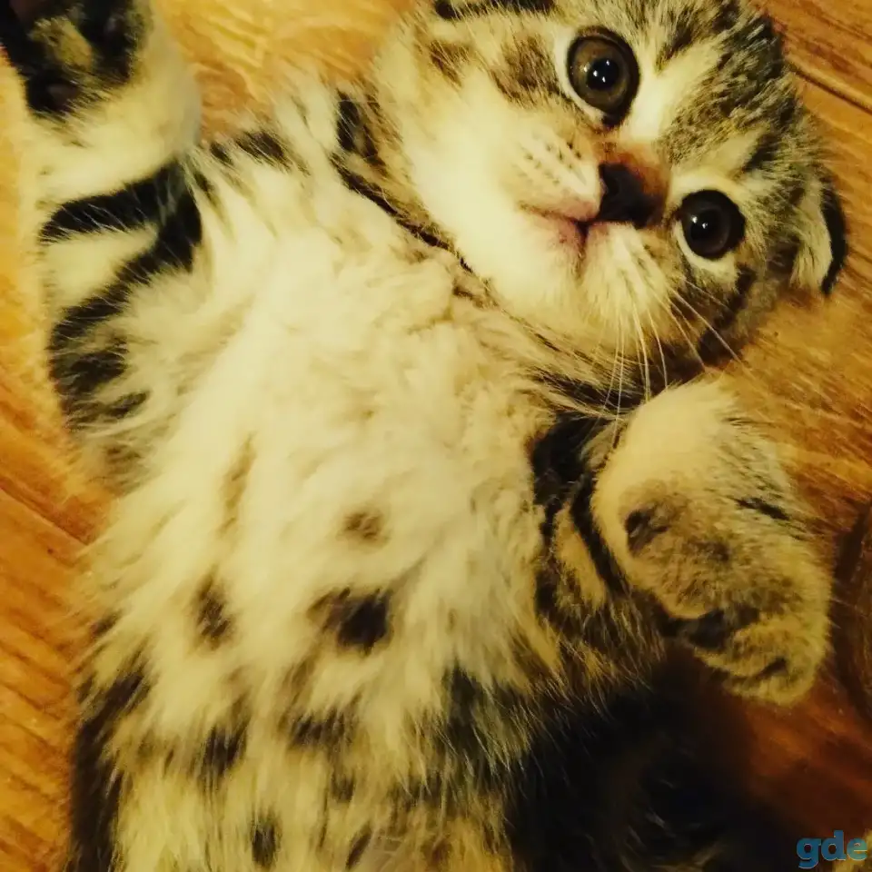 Шотландские котята, фотография 3