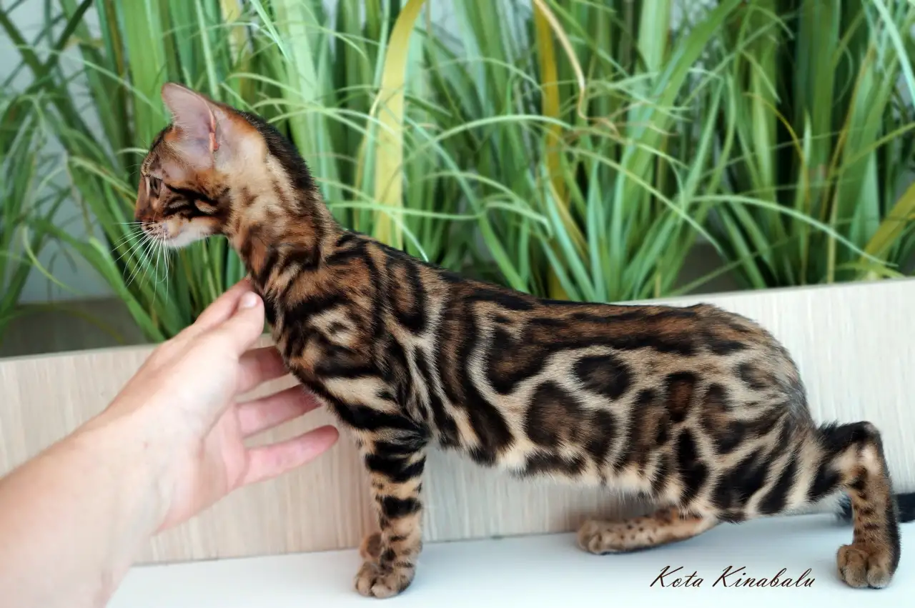 Бенгальские клубные котята, фотография 3
