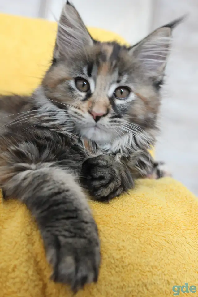 7 Котенок, фотография 1