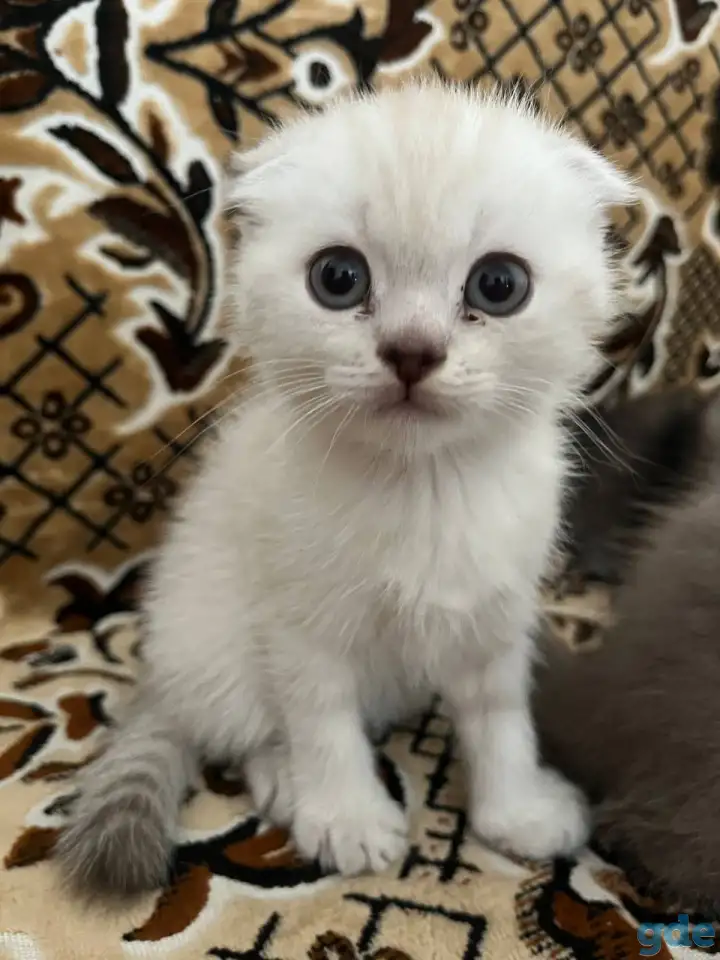 Продаются котята, фотография 1