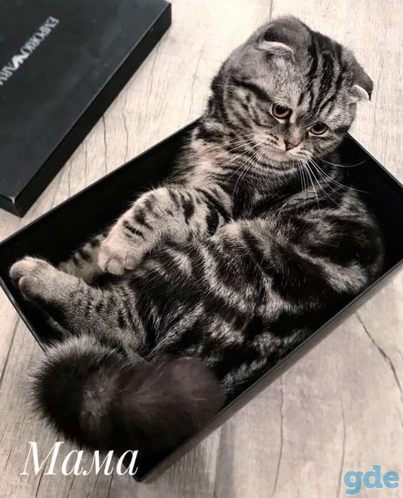 Шотландские котята, фотография 6