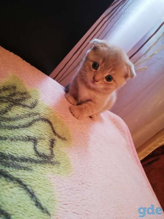 Котята шотландские вислоухие, фотография 4