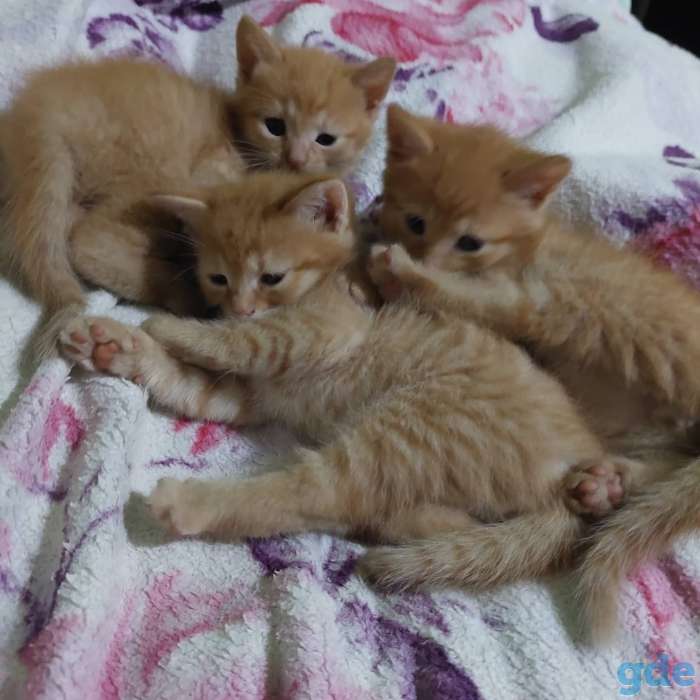 Отдам котят в добрые руки., фотография 1