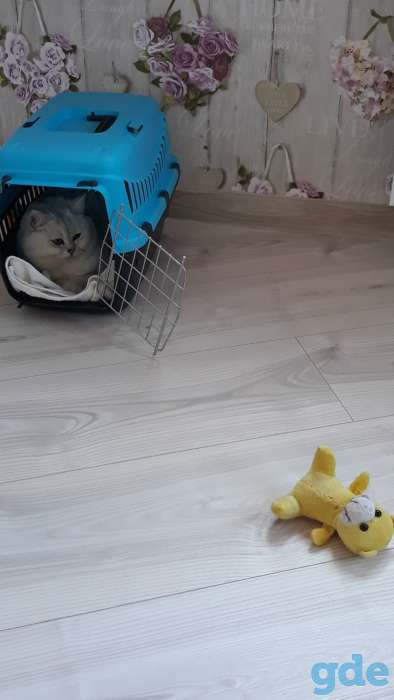 Продам чистокровных котят, фотография 2
