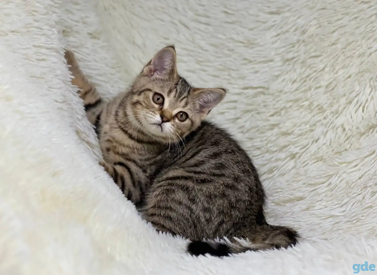 Шотландская прямоухая кошка, котенок страйт, окрас SFS 71 n24, фотография 3