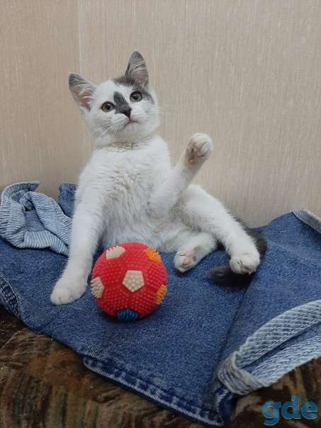 Котенок ищет дом, фотография 3