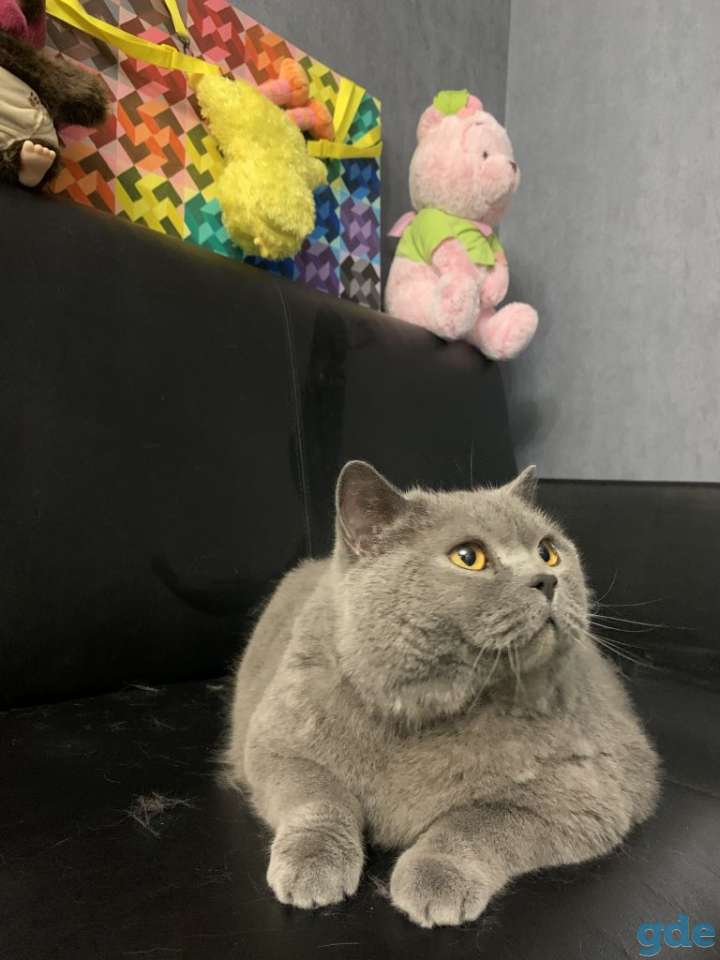 Кошка в дар, фотография 2