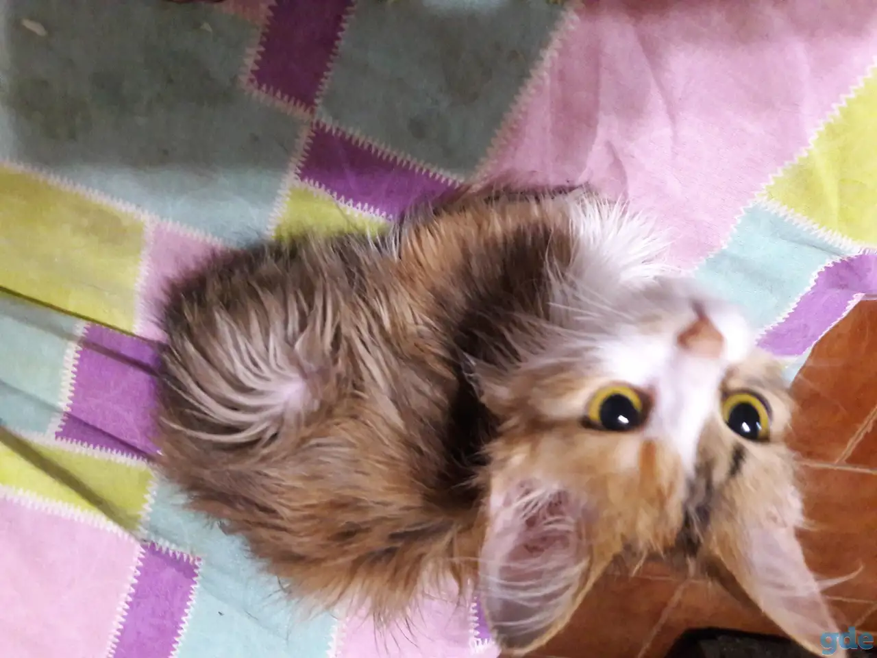 Котята, фотография 3