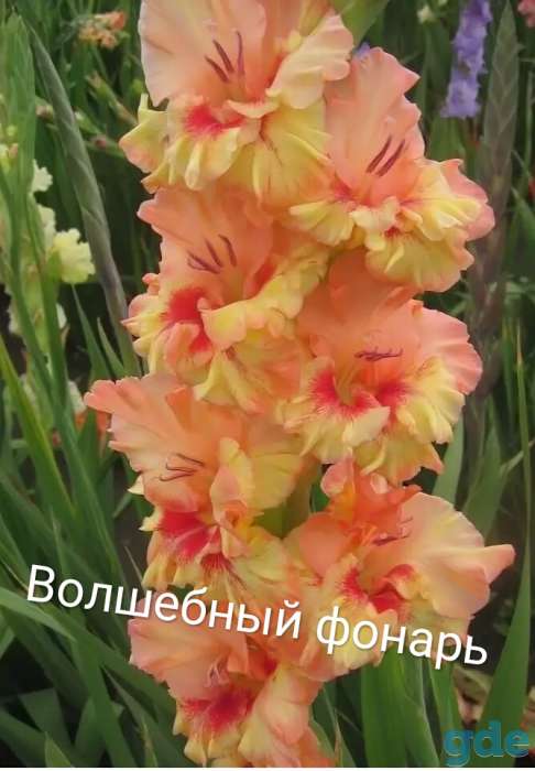Гладиолусы, фотография 10