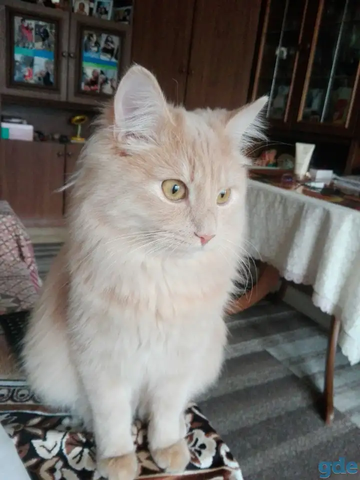 Подарю котика, фотография 1