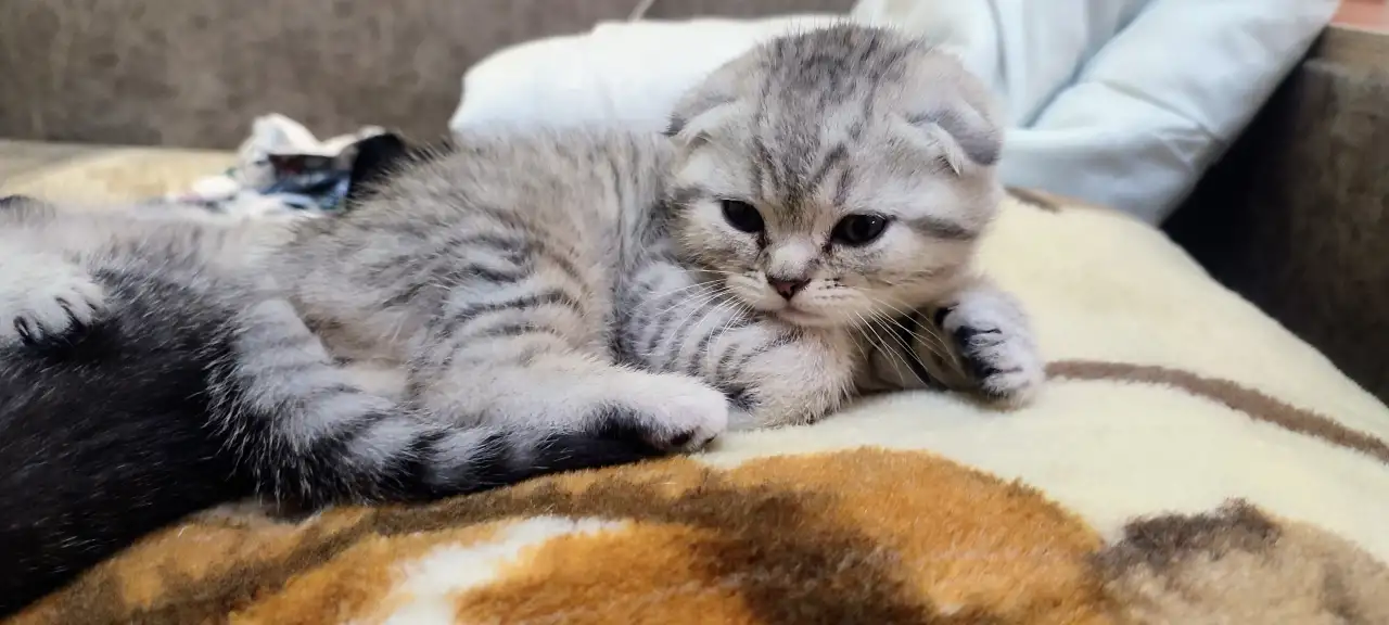 Шотландский котята, фотография 2