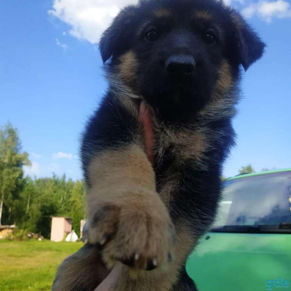 Щенки немецкой овчарки чепрачного и зонарного окраса ищут родителей, фотография 8