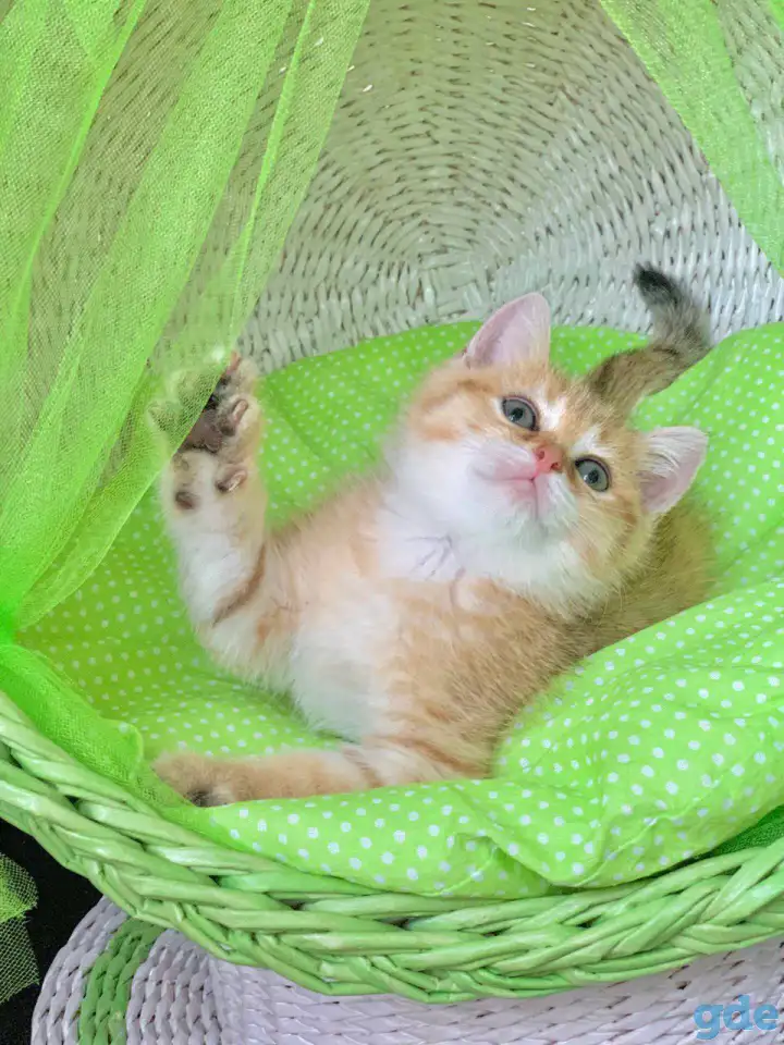 ЗОЛОТАЯ ШИНШИЛЛА шотландские котята, фотография 6