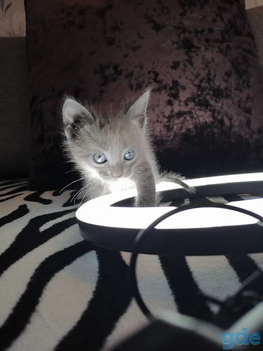 Русские голубые котята, фотография 2