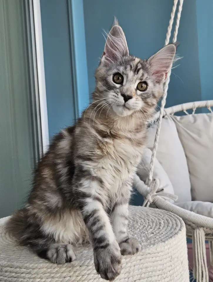Котенок мейн кун из питомника, фотография 1