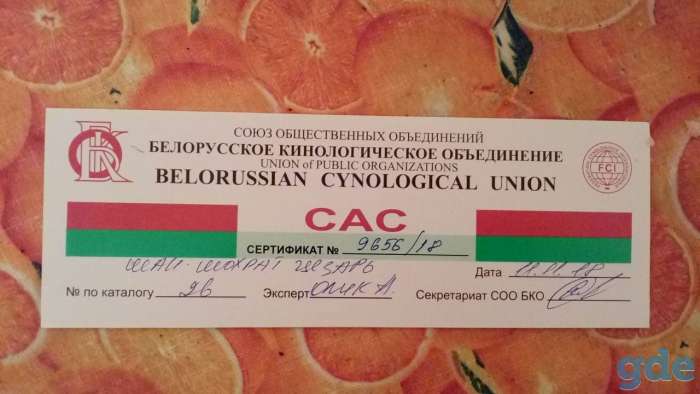 Продажа щенков чёрной немецкой, фотография 5