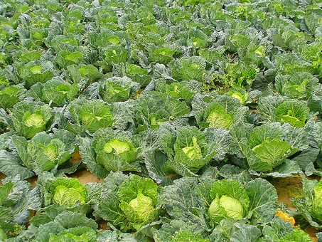 продам вкусную,сочную капусточку 2012г. 1750, фотография 3