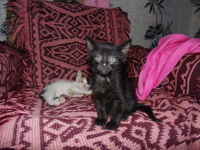 Очаровательные котята, фотография 3