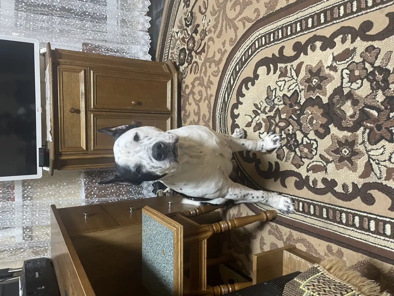 Щенок амстафа 8 месяцев, фотография 6