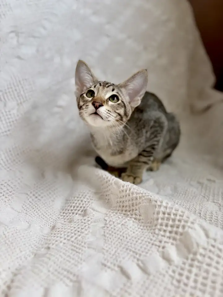 Котята ориентальной породы девочки, фотография 2