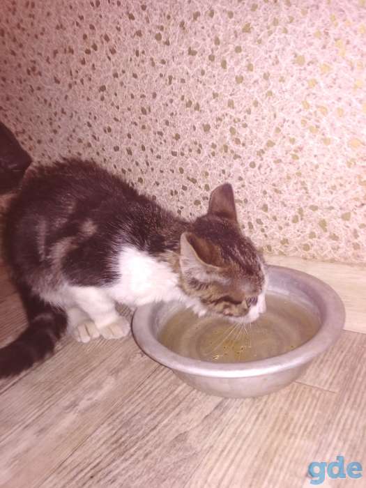 дарю котенка, фотография 4