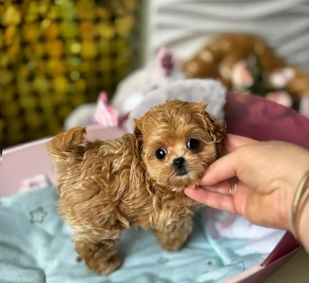 Мальтипу ф1 мини и микро элита разведения, фотография 10