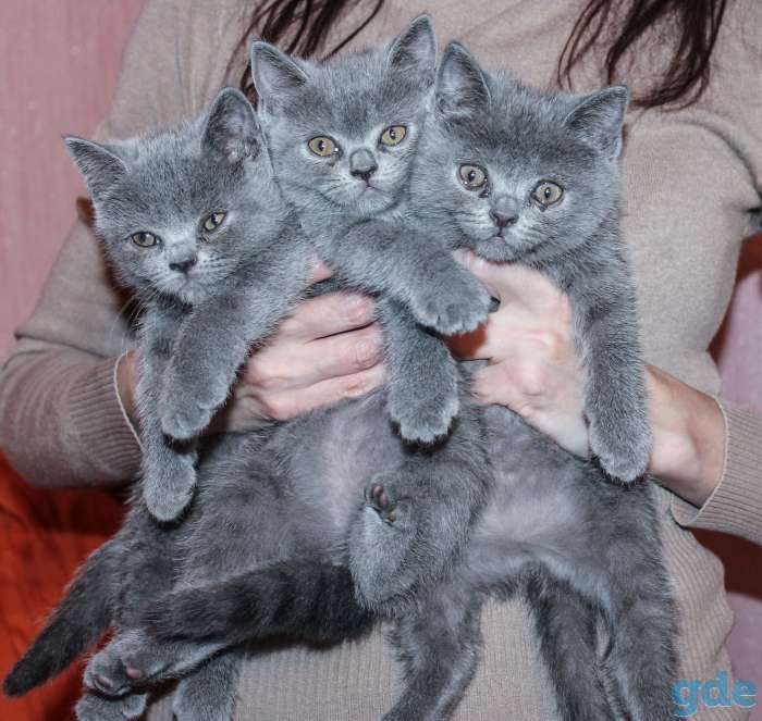 5 британских котят 2 ме, фотография 3