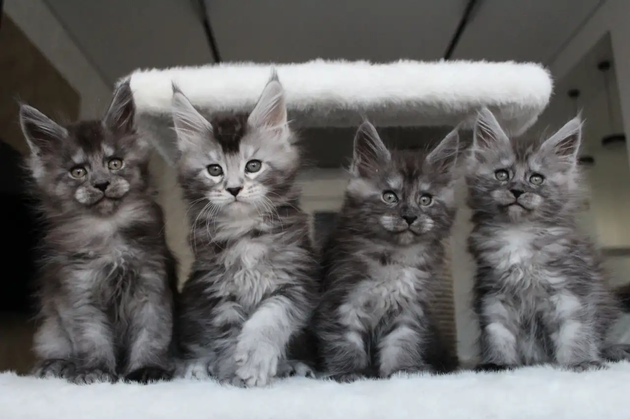 Котята мейн-кун!, фотография 3