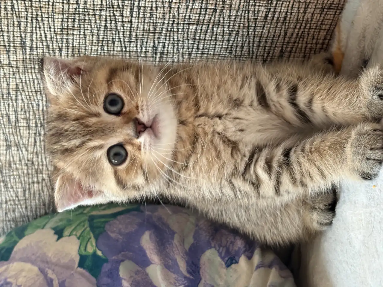 Коты шотландские, фотография 4