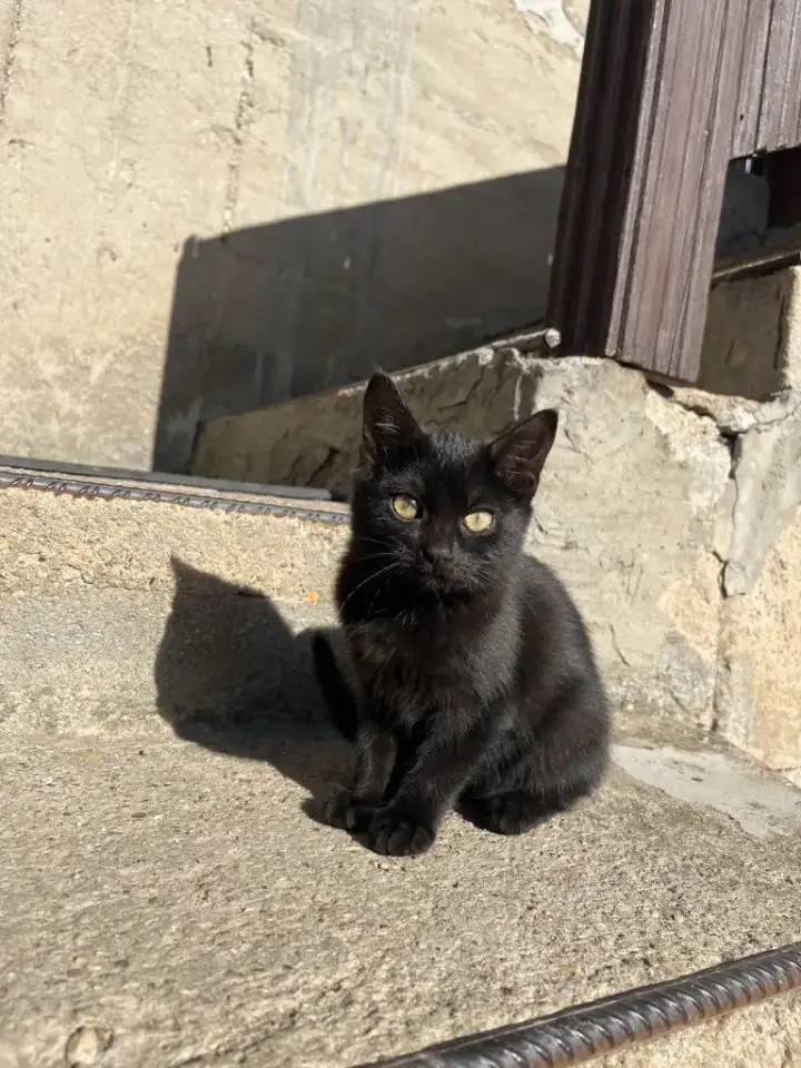 Котята в добрые руки, фотография 6