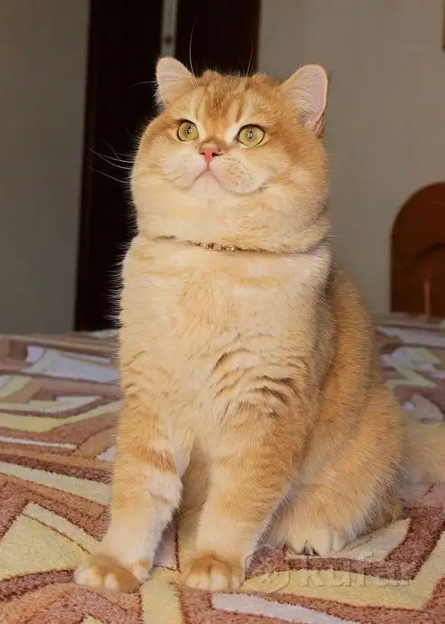 Племенной кот., фотография 6
