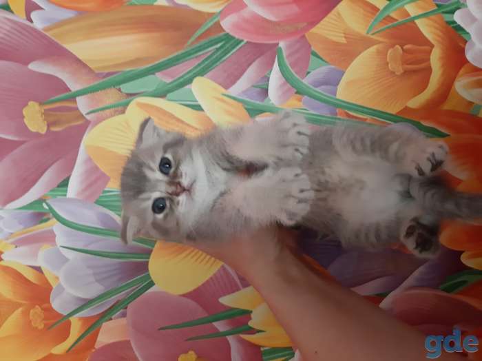 Шотландские котята, фотография 5