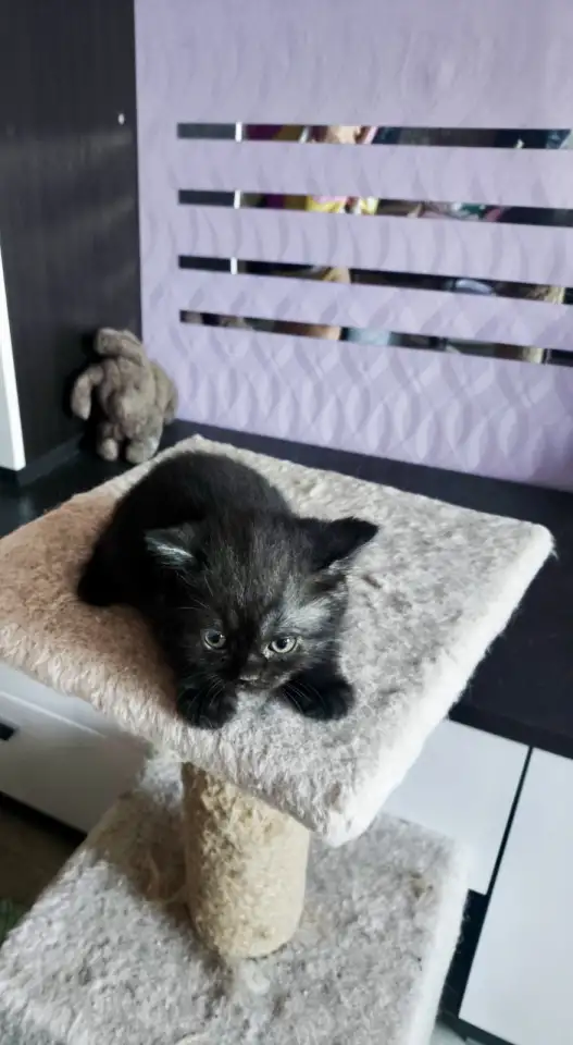Котята Скоттиш-Страйт, фотография 4