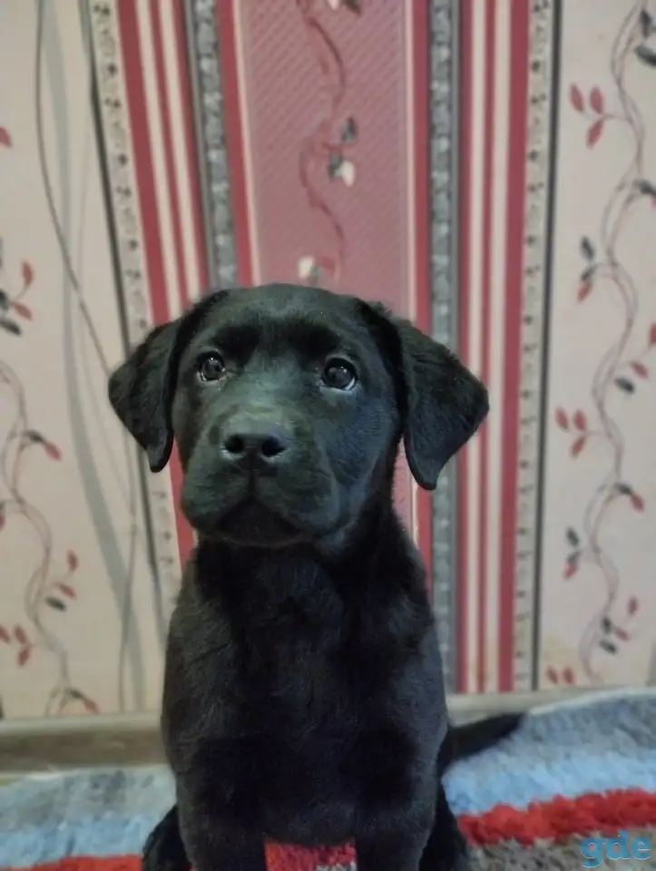 Щенки лабрадора из питомника MercuryPuppy, фотография 4
