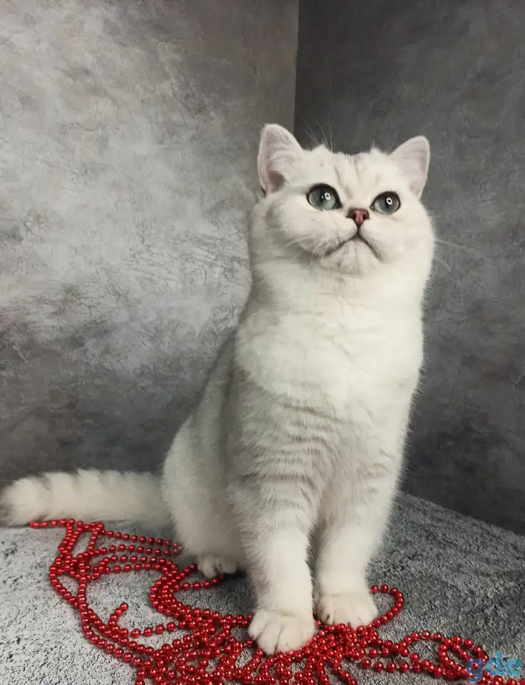 Британские котята, фотография 3