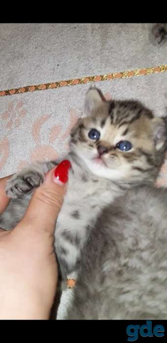 Шотландские котята, фотография 2