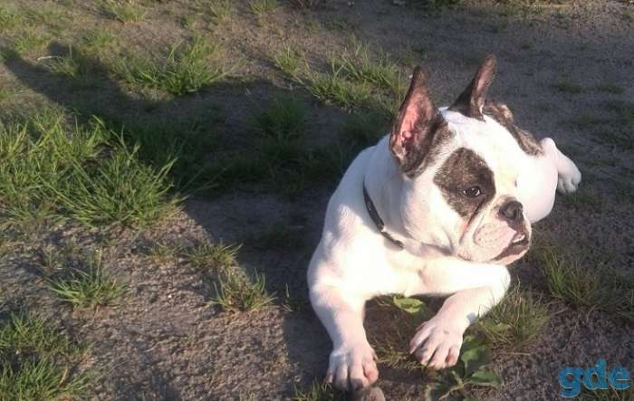 Шикарные Девочка и Мальчик French Bulldogi, фотография 8