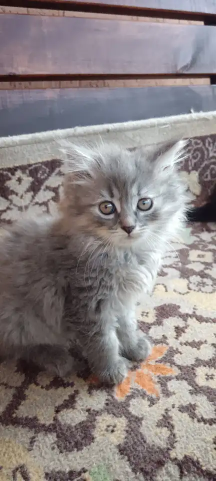 Котята, фотография 3