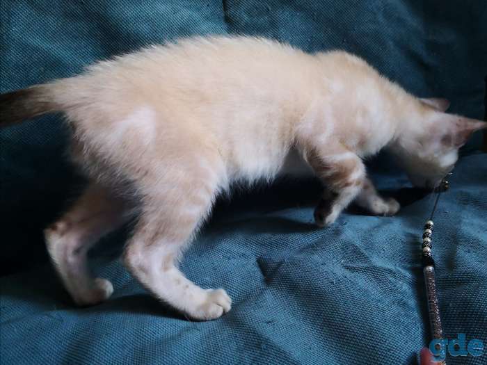 Бенгальские котята, фотография 12