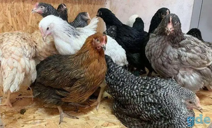 Куры несушки доставка по району, фотография 1