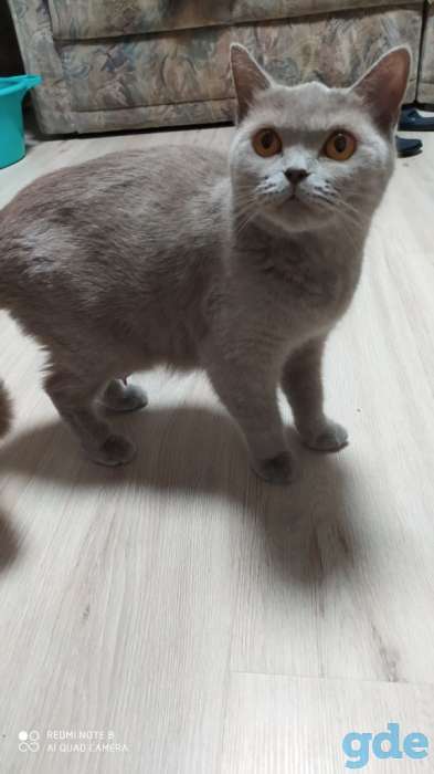 Британские котята, фотография 6